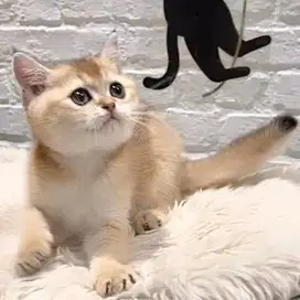 Kucing Scottish Shorthair Golden Ny-25 “Male”