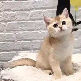 Kucing Scottish Shorthair Golden Ny-25 “Male”