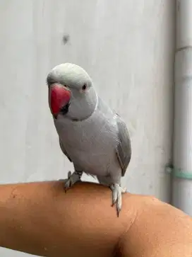 Indian ringneck grey