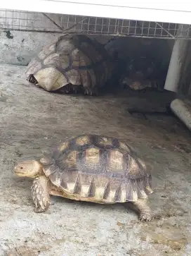 5 kura kura Turttle Reptil Aligator Omnivora