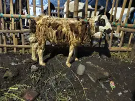 Domba qurban surabaya