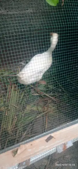 Bebek putih 1 ekor