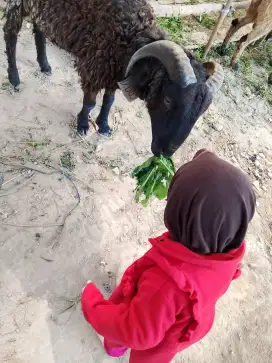 Menjual hewan qurban domba sapi sesuai syariat