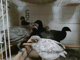 Ayam bekisar anakan warna cemani, blorok kelawu