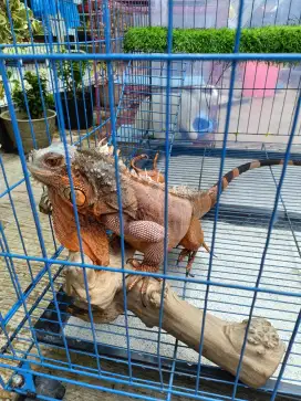 JUAL IGUANA MERAH BESAR