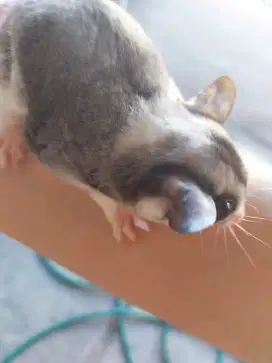 Dijual sugar glider