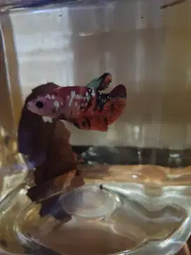 Ikan cupang male pk multi