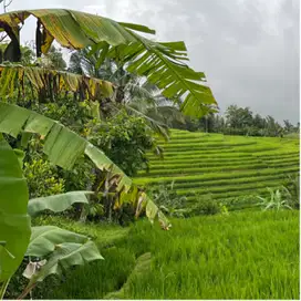 Di jual tanah luasan kecil view sawah
