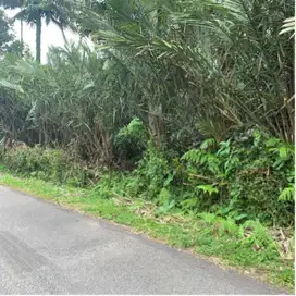 Di jual kebun salak gula view gunung dan jugle