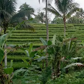 tanah kebun durian murah memiliki pemadangan sawah dan gunung