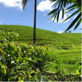 Tanah pemandangan sawah Dan sungai di tabanan