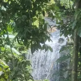 Tanah kebun durian dan kopi los air terjun di tabanan