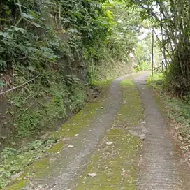 Di jual tanah kebun dengan view jungle dan sungai besar di tabanan