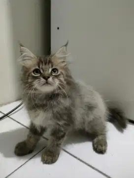 Kitten kucing mix mainecoon - ragdoll