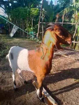 jual kambing kurban/akikah