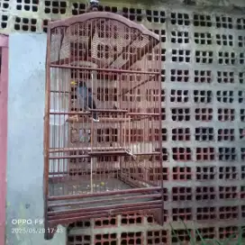 Burung Jalak Kebo Deker Murah FullSet