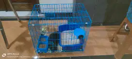 Semua kucing persia