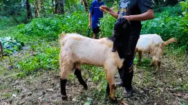 Kambing Qurban Murah