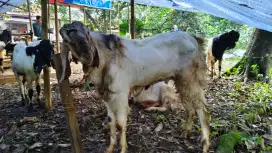 Kambing Qurban Murah