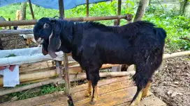 Kambing Qurban Murah