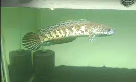 Channa Auranti size 17cm/ 18cm kurang lebih