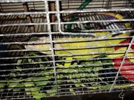 Di jual iguana sehat gemuk jinak
