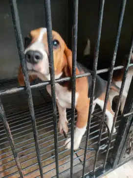 Anakan beagle betina non stambom