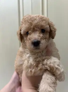 Open booking anakan poodle asli, baru 1 bln
