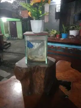Jual murah akuarium ikan cupang