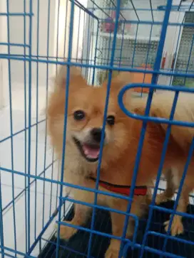 Anjing mini pom