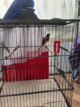 Burung Kenari Hybird