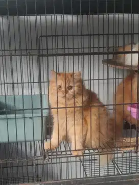 Kucing Persia Medium