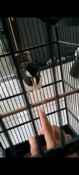 Jual burung jalak suren jawa