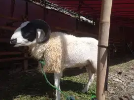 Jual domba qurban gagah harga mulai 2jutaan