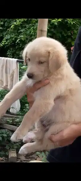 Golden mix Husky spasang