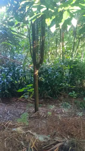 Lahan kebon siap berkebun