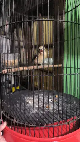 Burung cendet trotol , pentet trotol sudah nge vour