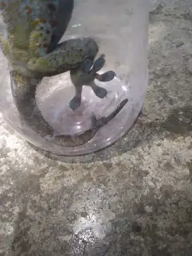 Tokek ekor cabang 2