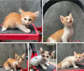 gratis kitten 2bln