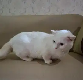 Kucing Munchkin Cebol Murah