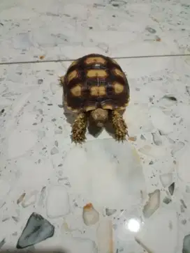 kura-kura sulcata 10 cm