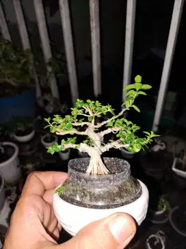 Bonsai sancang mame sito pot kramik