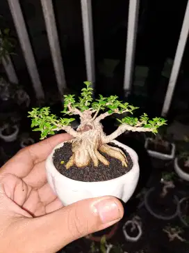 Bonsai sancang mame sito pot kramik