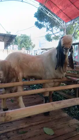 Bismillahirrahmanirrahim jual kambing qurban jumboan