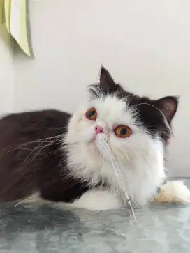 Adop Kucing Persia Peaknose Lucu