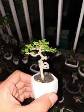Bonsai sancang mame sito pot kramik