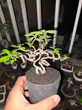 Bonsai mame hokiantea