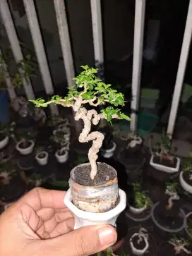 Bonsai sancang mame sito pot kramik