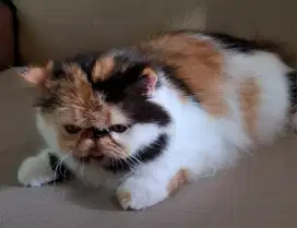 Persia Peaknose Calico Murah