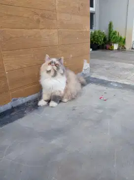 Peaknose betina 5 bulan